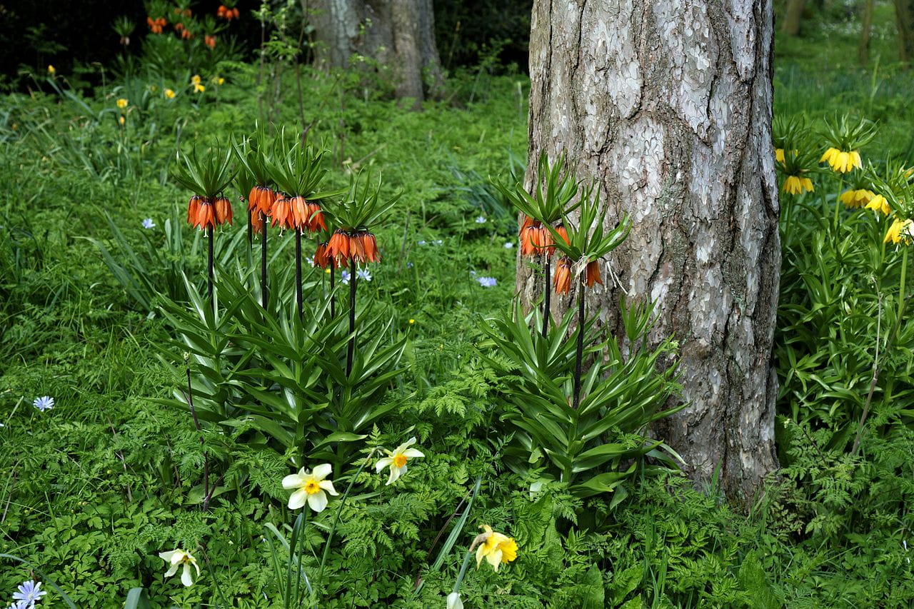 Kaiserkrone • Fritillaria imperialis Rubra Maxima Ansicht 3