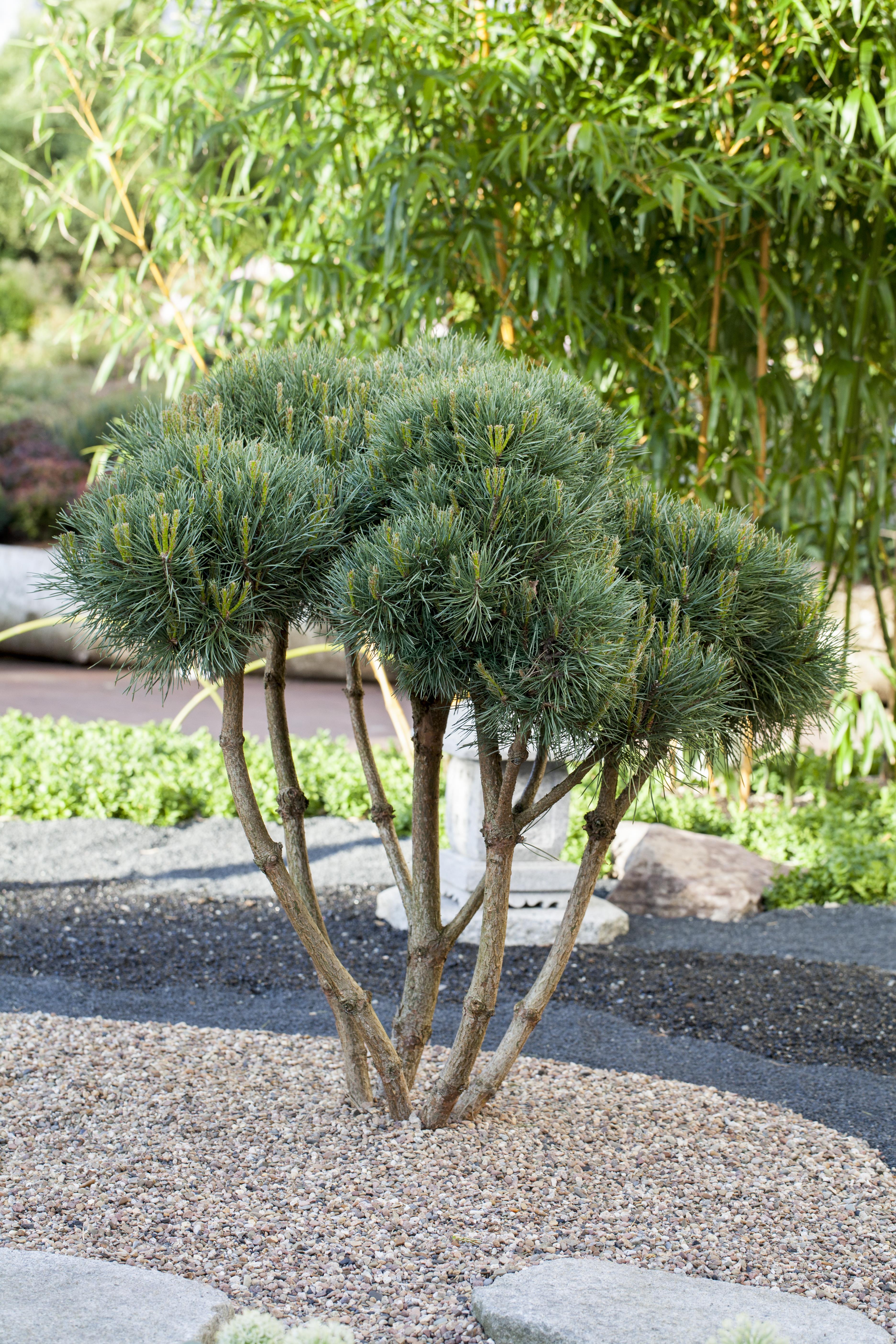 Silberkiefer • Pinus sylvestris 'Watereri' Ansicht 6