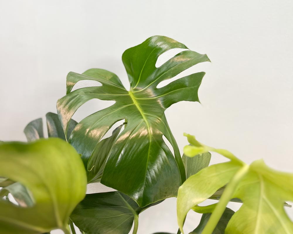 Fensterblatt • Monstera deliciosa Topfdurchmesser 21 cm, 70 cm hoch Topfware Ansicht 4