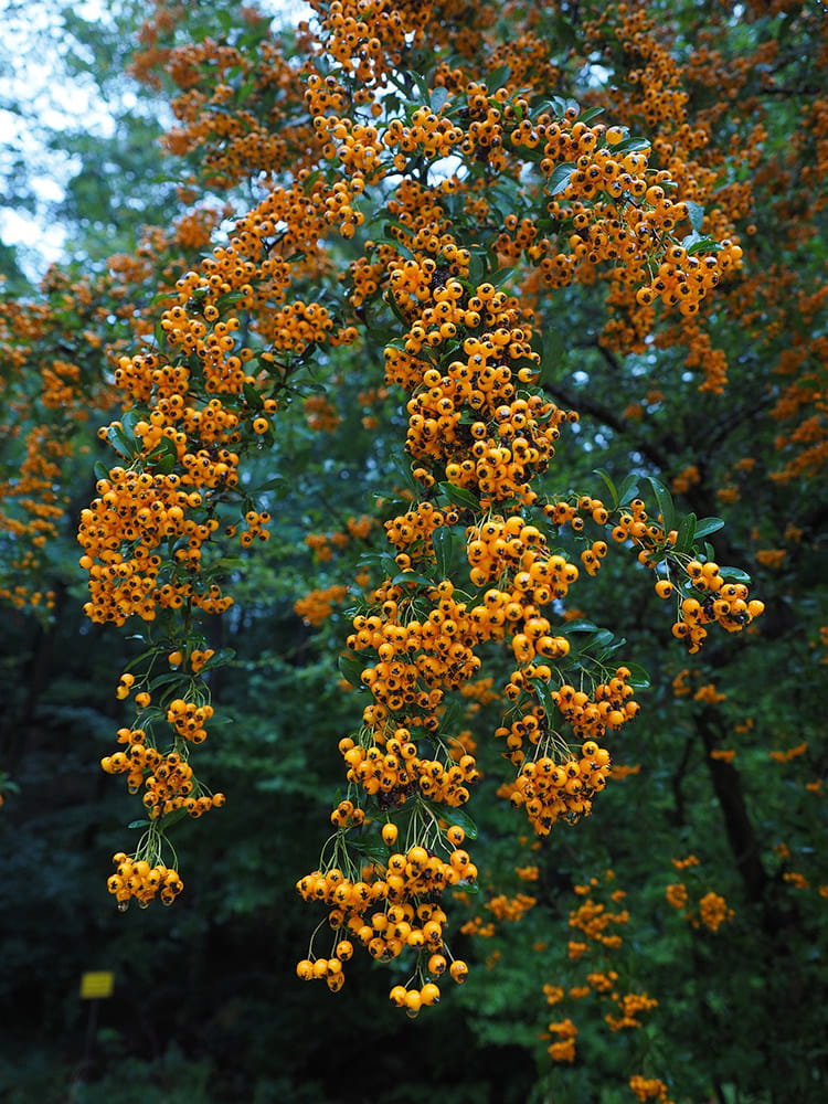 Feuerdorn 'Orange Charmer' • Pyracantha coccinea 'Orange Charmer' Ansicht 1