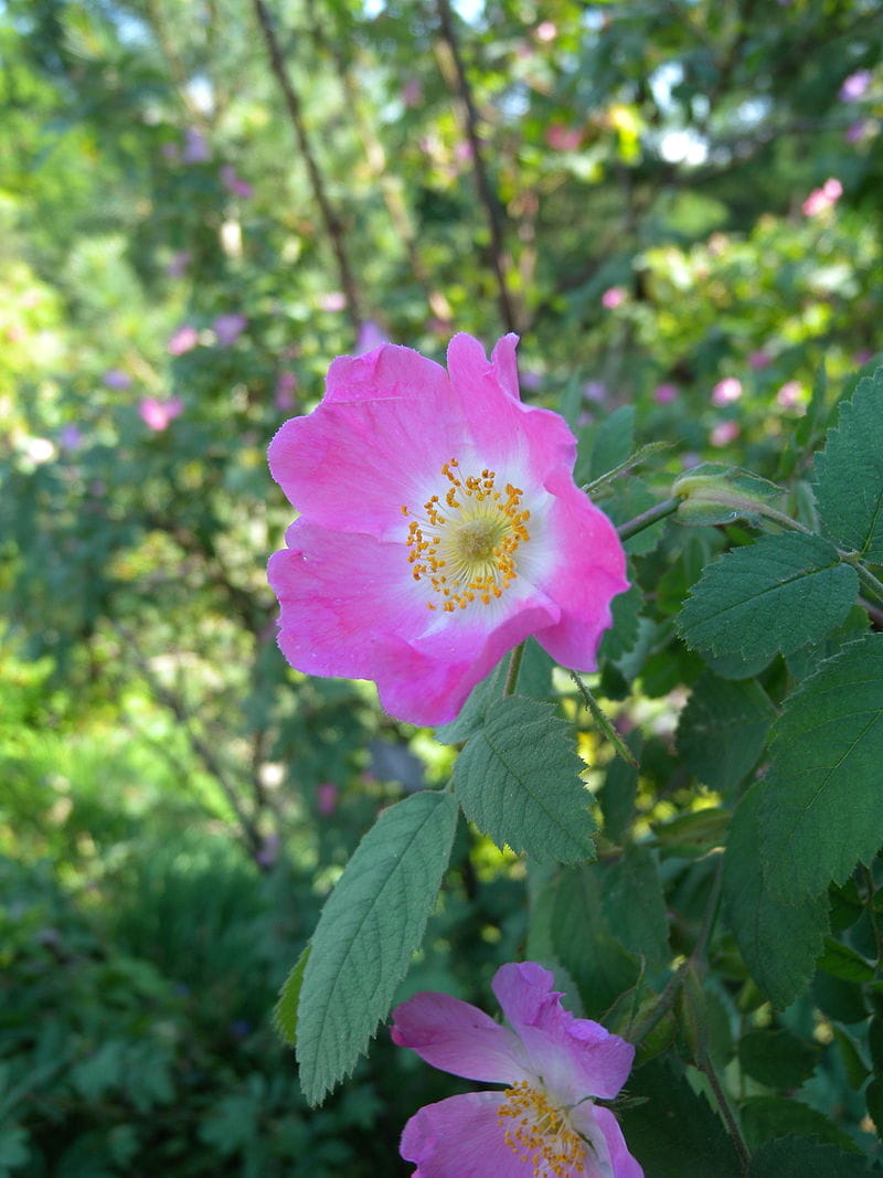 Apfel-Rose • Rosa villosa