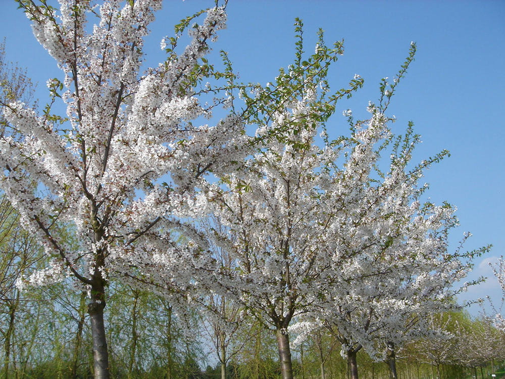 Tokio Kirsche • Prunus yedoensis Ansicht 2