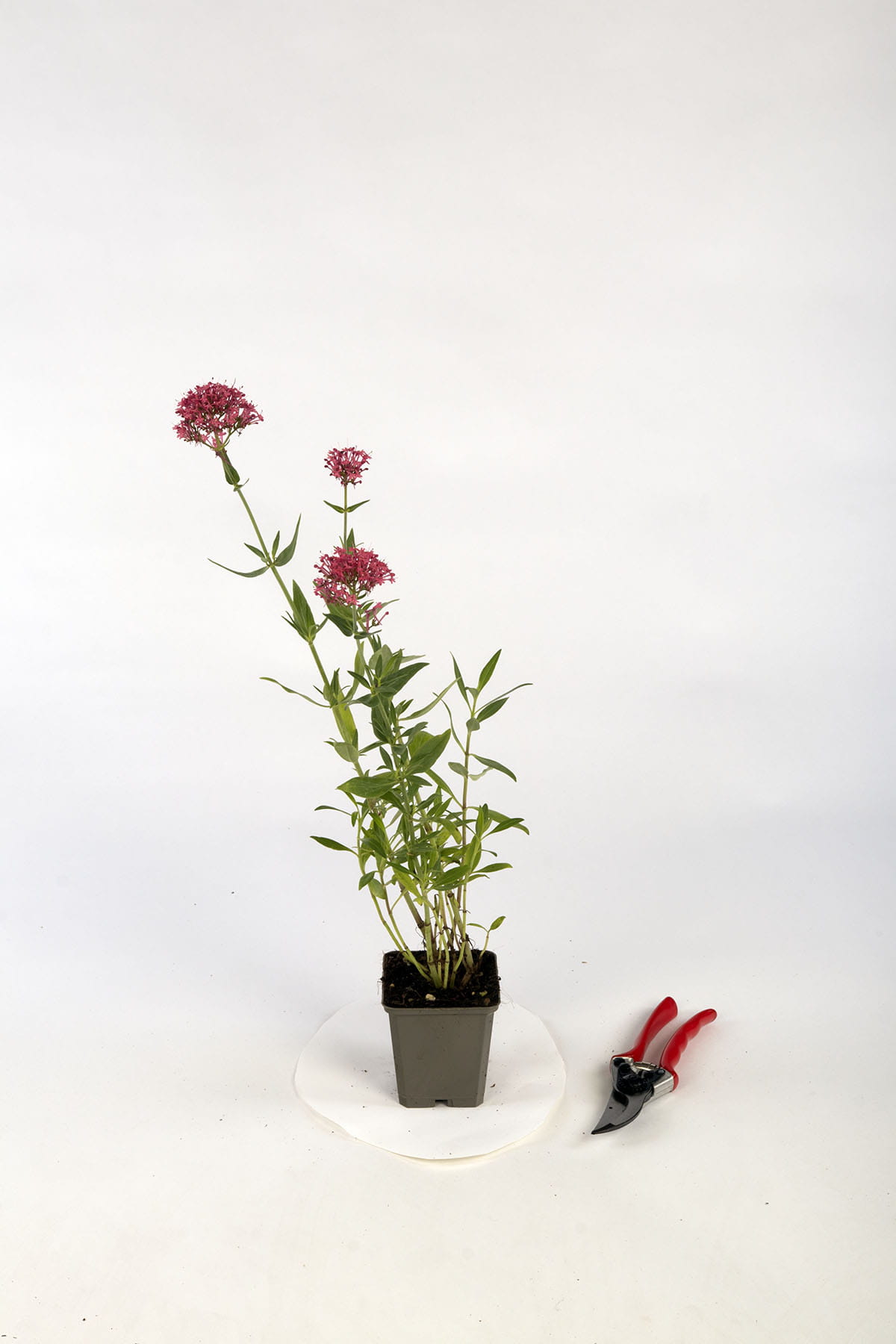 Rotblühende Spornblume 'Coccineus' • Centranthus ruber 'Coccineus' Topfware Ansicht 1