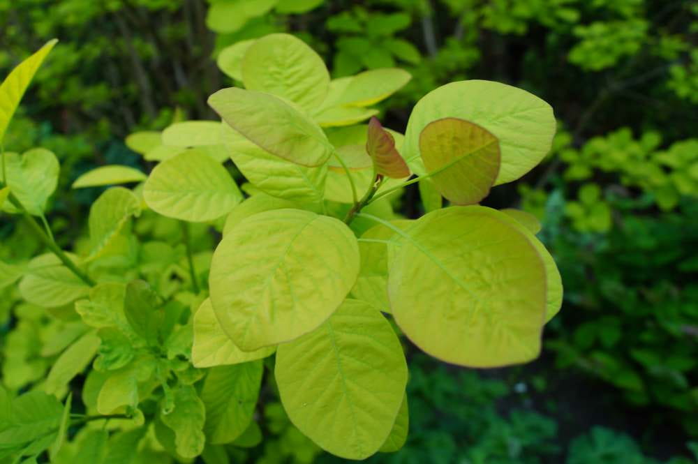 Perückenstrauch 'Golden Spirit' • Cotinus coggygria 'Golden Spirit' Ansicht 9