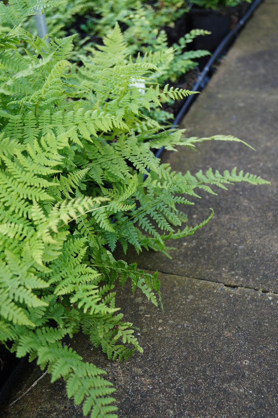 Frauenfarn Lady in Red • Athyrium filix femina Lady in Red Ansicht 12 Frauenfarn Lady in Red • Athyrium filix femina Lady in Red Ansicht 12