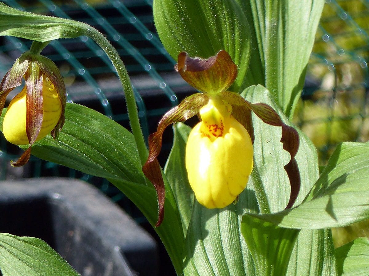 Gelb-braune Frauenschuh-Orchidee • Cypripedium calceolus Hybriden Ansicht 2