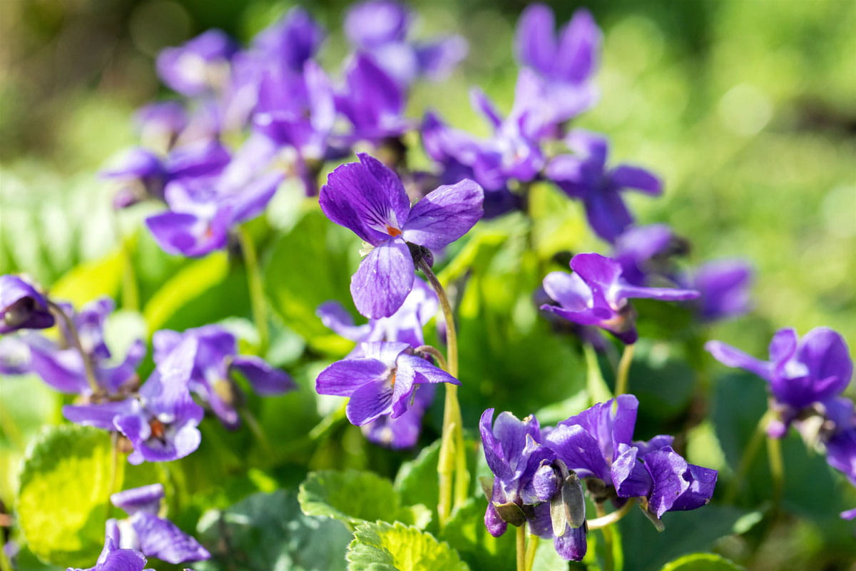 Duftveilchen 'Königin Charlotte' • Viola odorata 'Königin Charlotte'