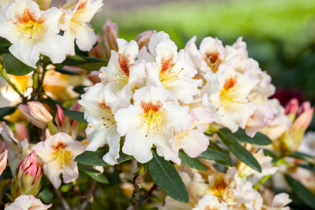 Rhododendron 'Marylou' • Rhododendron Hybride 'Marylou' Ansicht 1