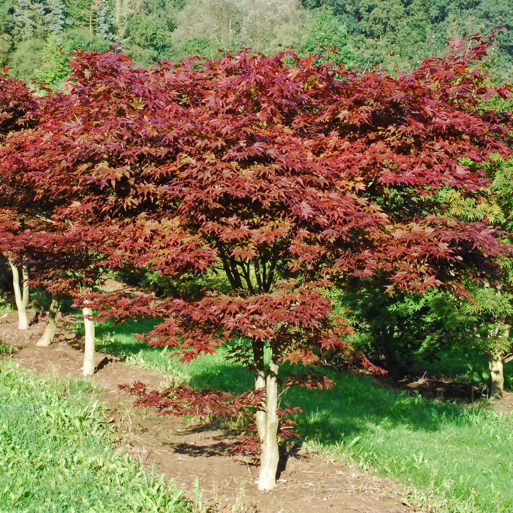 Fächerahorn 'Fireglow' • Acer palmatum 'Fireglow' Ansicht 2