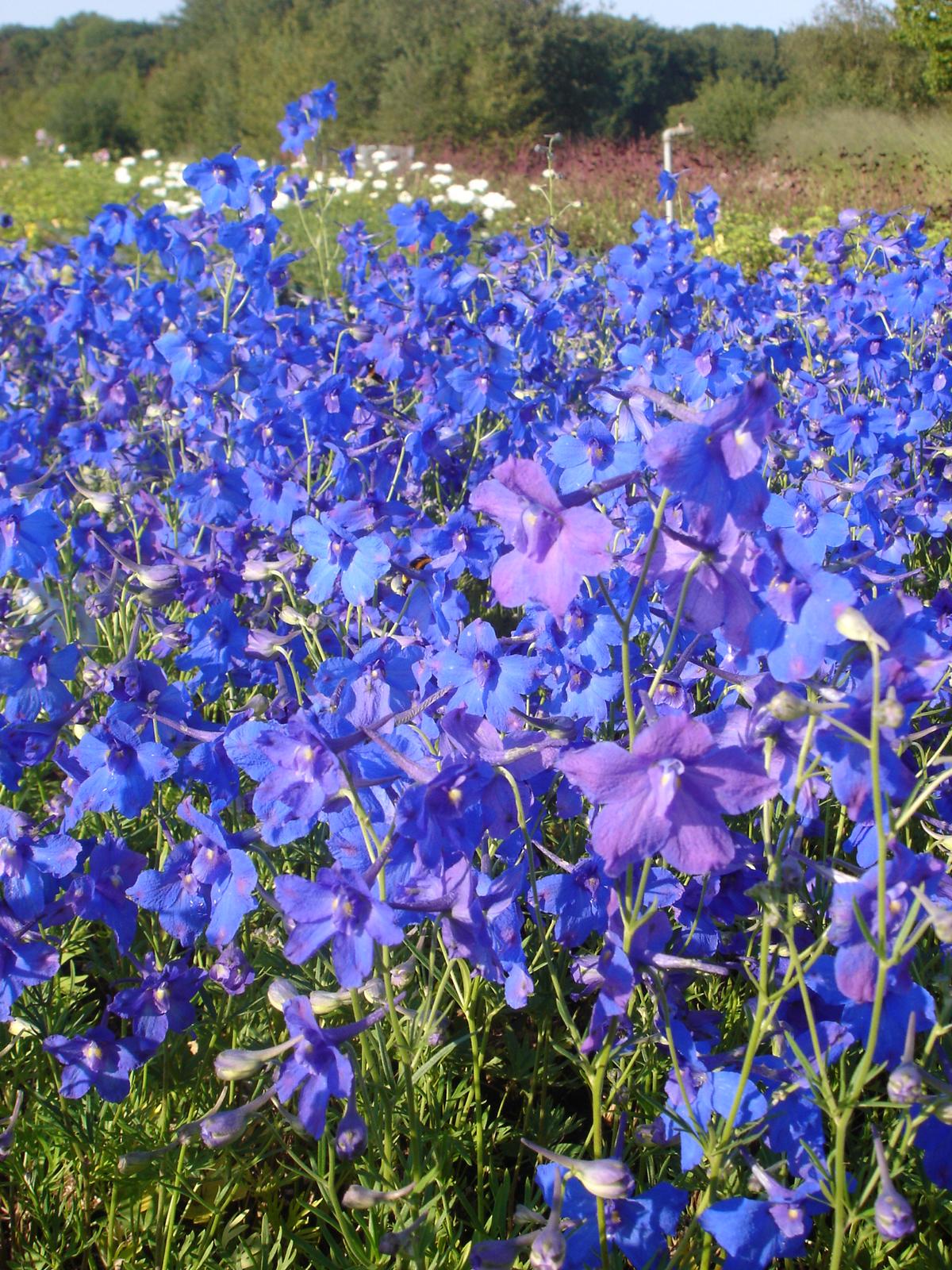 Zwergiger Rittersporn 'Blauer Zwerg' • Delphinium grandiflorum 'Blauer Zwerg'