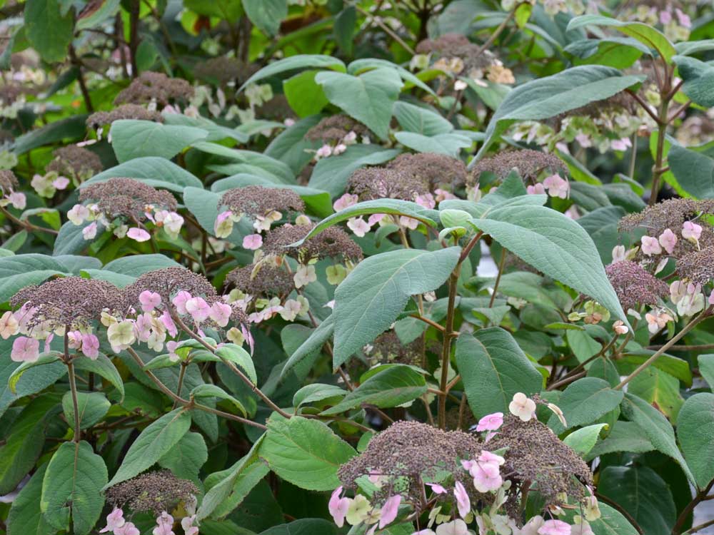 Samthortensie 'Macrophylla' • Hydrangea aspera 'Macrophylla' Containerware 60-80 cm hoch, Solitärpflanze Ansicht 2