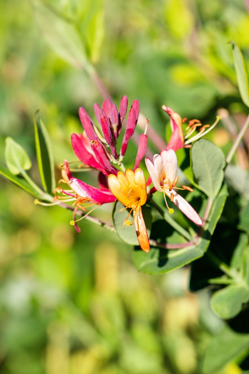 Geißschlinge 'Dropmore Scarlet' • Lonicera Brownii 'Dropmore Scarlett' Ansicht 3