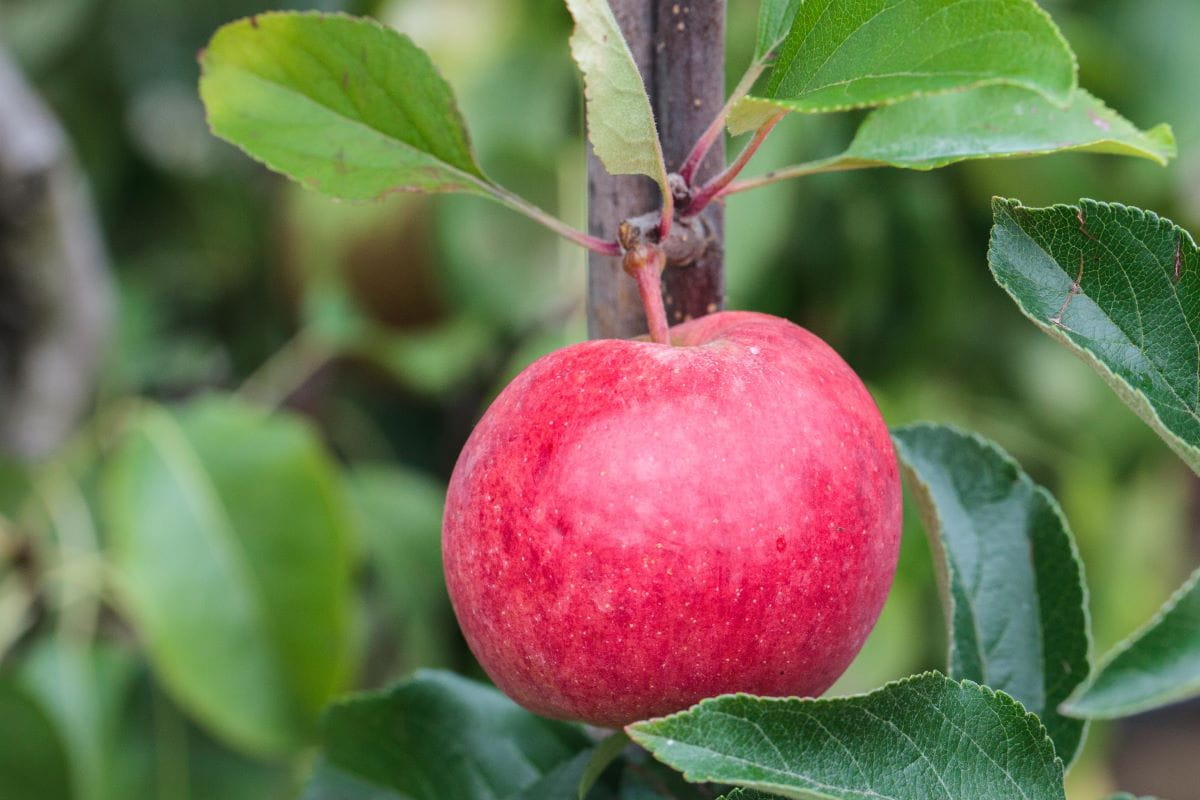 Apfel 'Berner Rosenapfel' • Malus 'Berner Rosenapfel' Ansicht 1