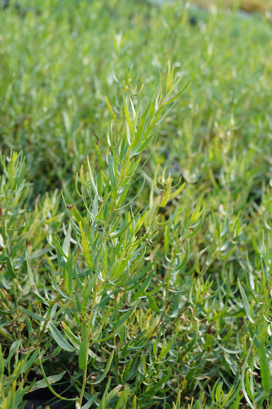 Französischer Estragon • Artemisia dracunculus var. sativus Ansicht 2