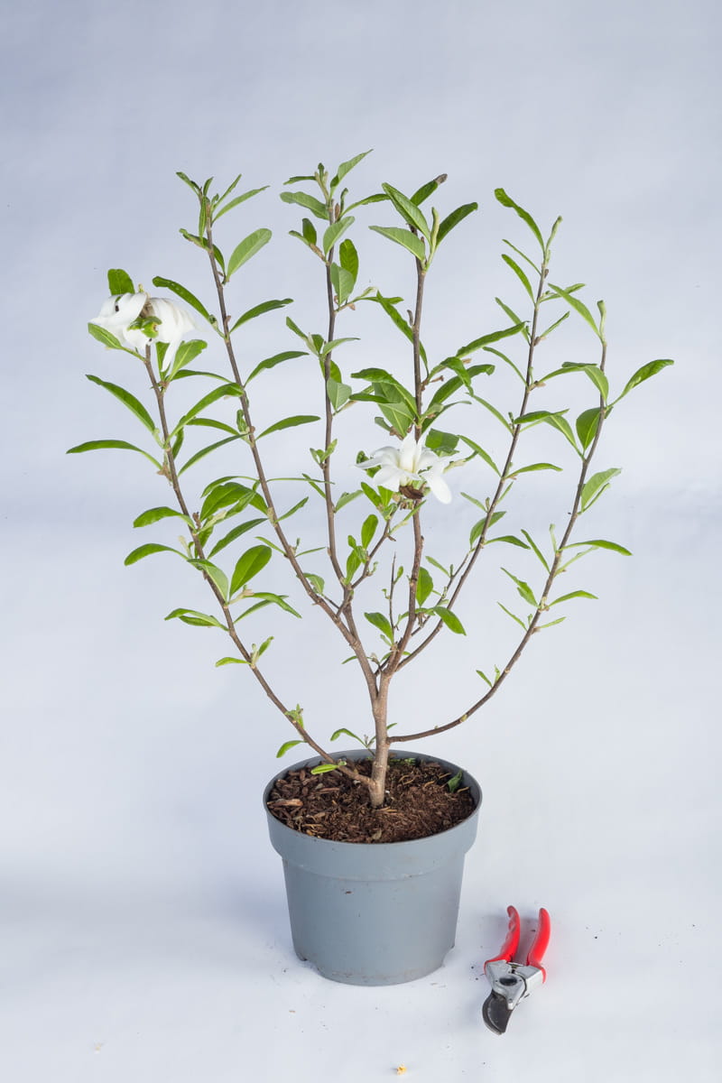 Sternmagnolie • Magnolia stellata