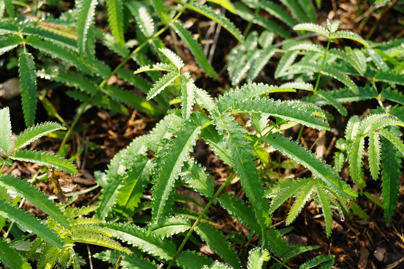 Hoher Wiesenknopf 'Albiflora' • Sanguisorba tenuifolia 'Albiflora'