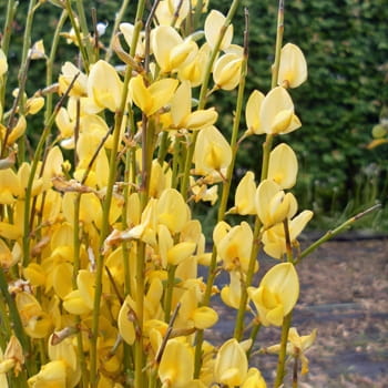 Gelb blühender Elfenbein-Ginster • Cytisus praecox 'Allgold' Ansicht 3