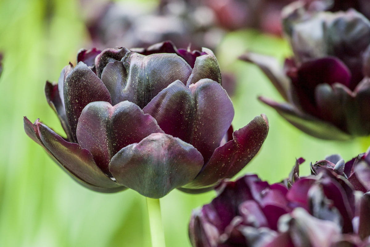 Blumenzwiebel -  Tulipa 'Black Hero' 8er Packung 