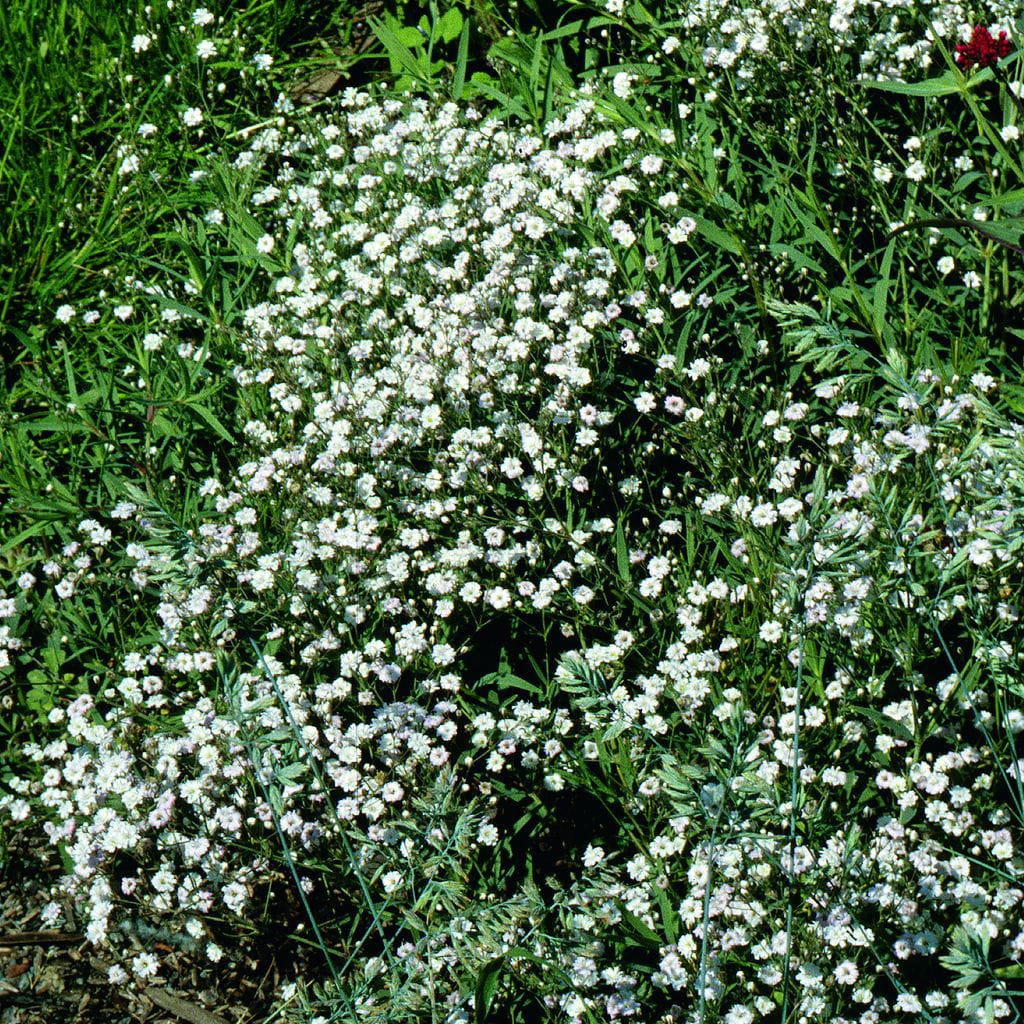 Schleierkraut 'Schneeflocke' • Gypsophila paniculata 'Schneeflocke' Ansicht 1