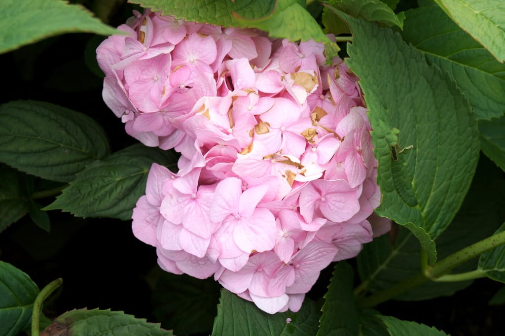 Bauernhortensie 'Bouquet Rose' • Hydrangea macrophylla 'Bouquet Rose' Ansicht 3