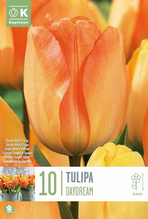 Blumenzwiebel - Tulipa 'Daydream' 10er Packung