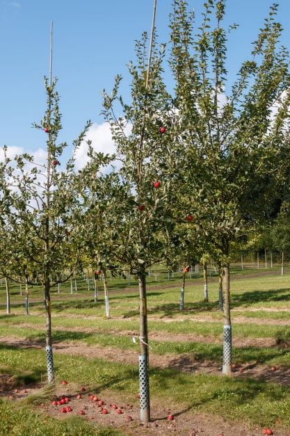 Apfel 'Roter James Grieve' • Malus 'Roter James Grieve' Ansicht 2
