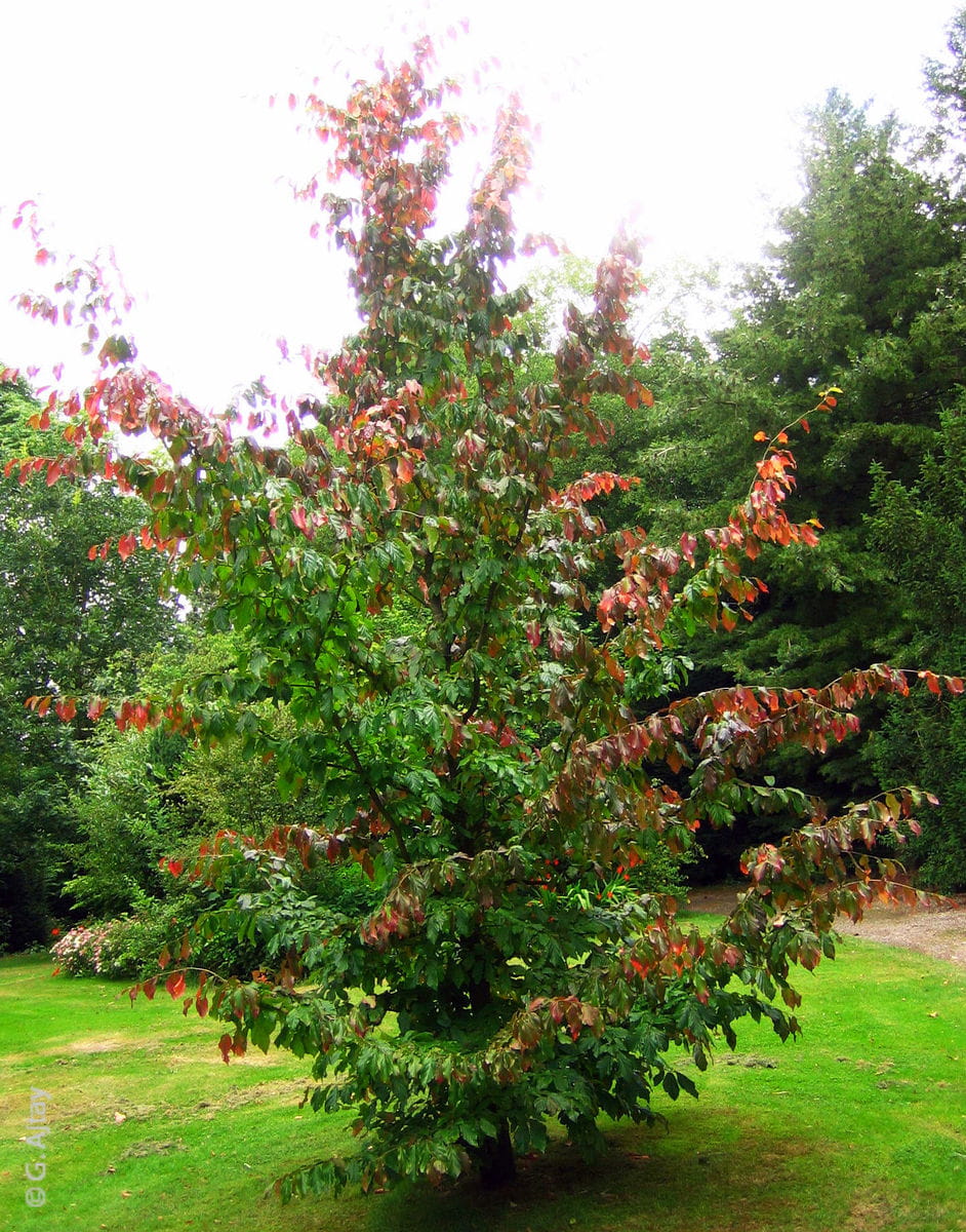 Eisenholzbaum • Parrotia persica Ansicht 2