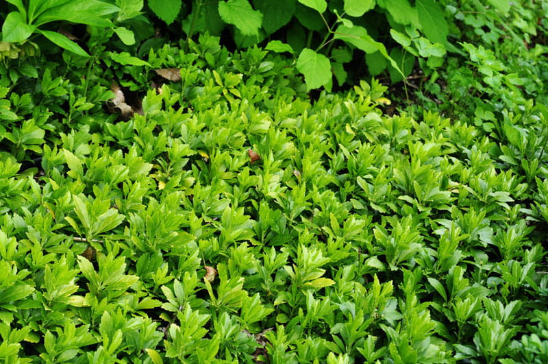 Schattengrün 'Green Carpet' • Pachysandra terminalis 'Green Carpet' Ansicht 3
