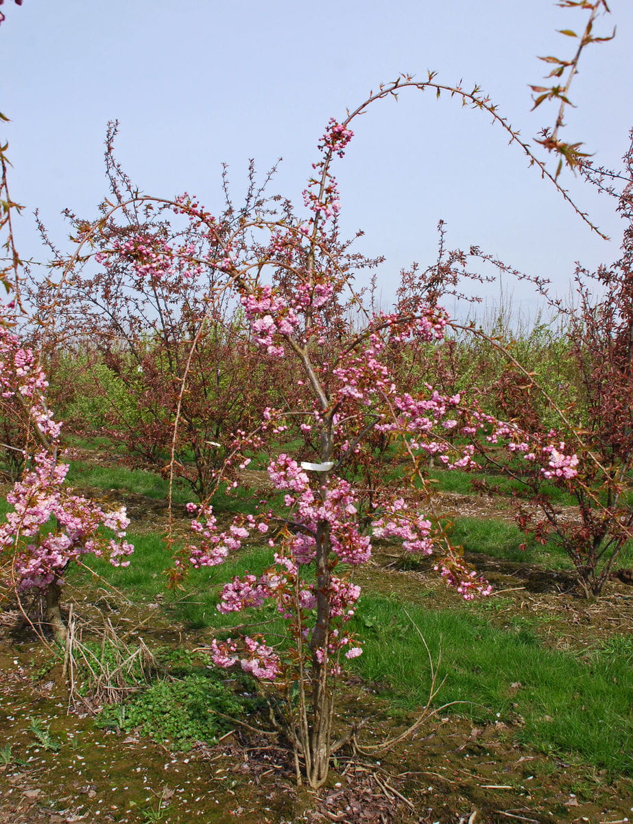 Hängende Nelkenkirsche 'Kiku-shidare-zakura' • Prunus serrulata 'Kiku-shidare-zakura' Ansicht 2