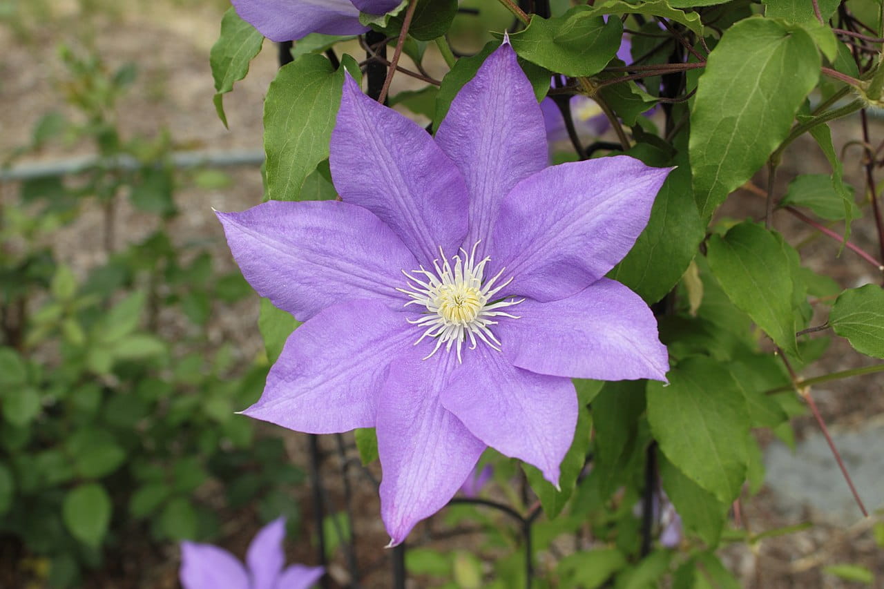 Waldrebe 'H. F. Young' • Clematis 'H. F. Young' Ansicht 1