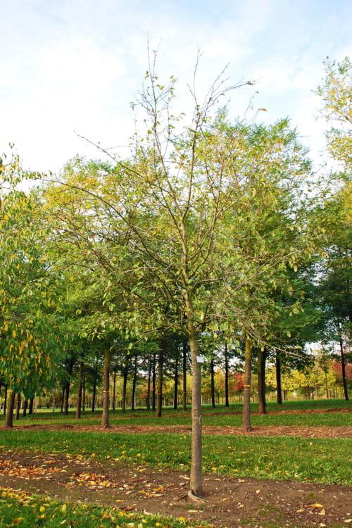 Apfel 'Gelber Edelapfel' • Malus 'Gelber Edelapfel' Ansicht 1