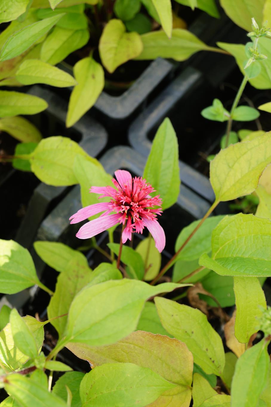 Scheinsonnenhut 'Pink Double Delight' • Echinacea purpurea 'Pink Double Delight' Ansicht 2