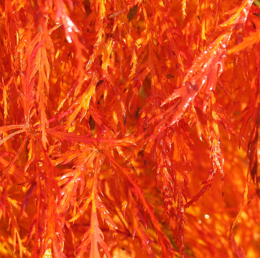 Grüner Schlitzahorn • Acer palmatum Dissectum Ansicht 4