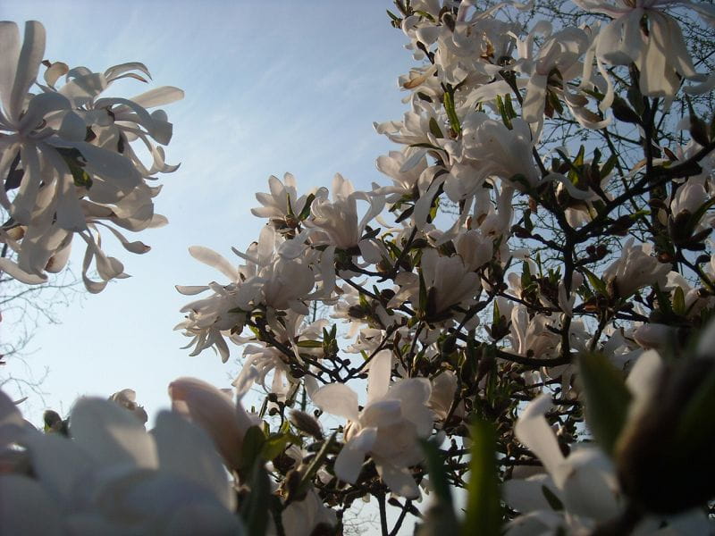 Sternmagnolie • Magnolia stellata Ansicht 5
