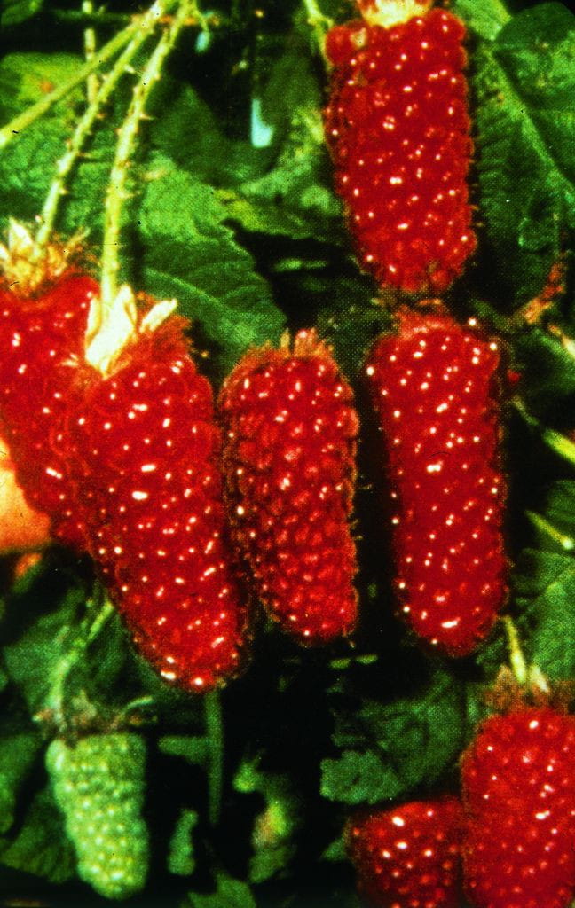 Brombeere 'Tayberry Medana' • Rubus 'Tayberry Medana' Ansicht 1