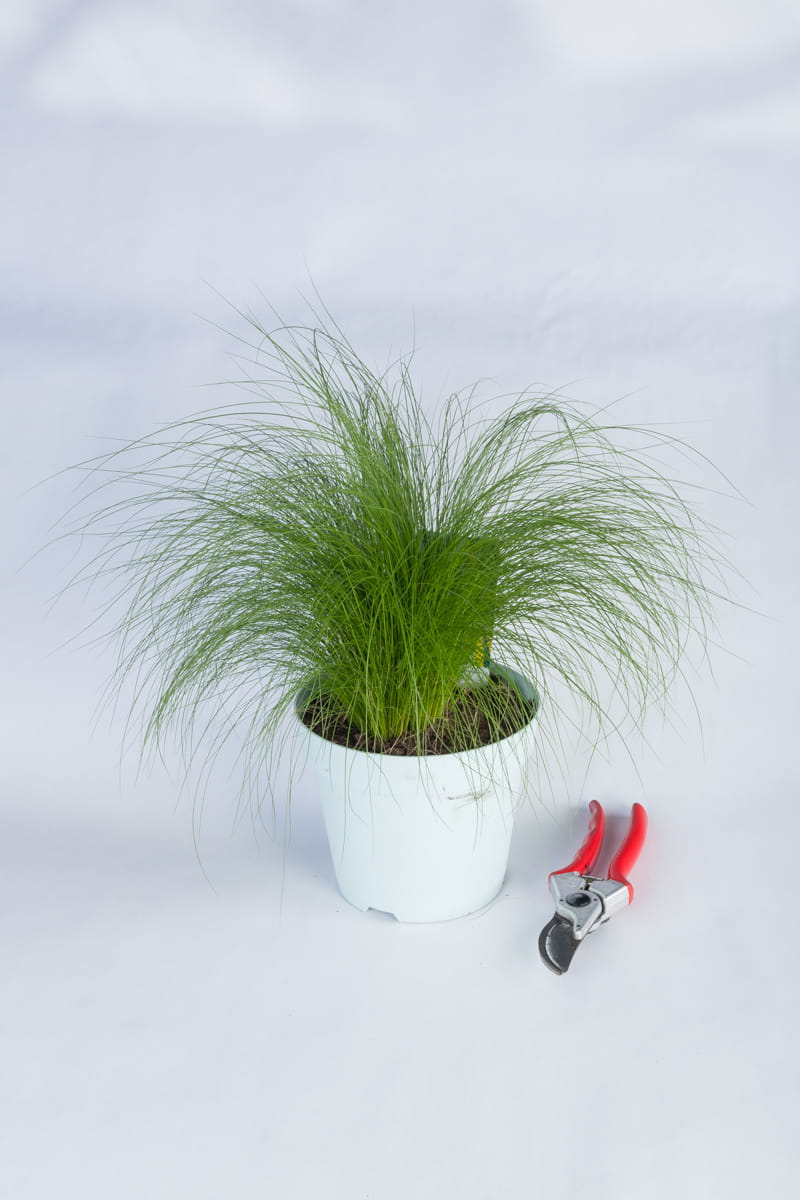 Zartes Federgras 'Ponytails' • Stipa tenuissima 'Ponytails' Ansicht 3