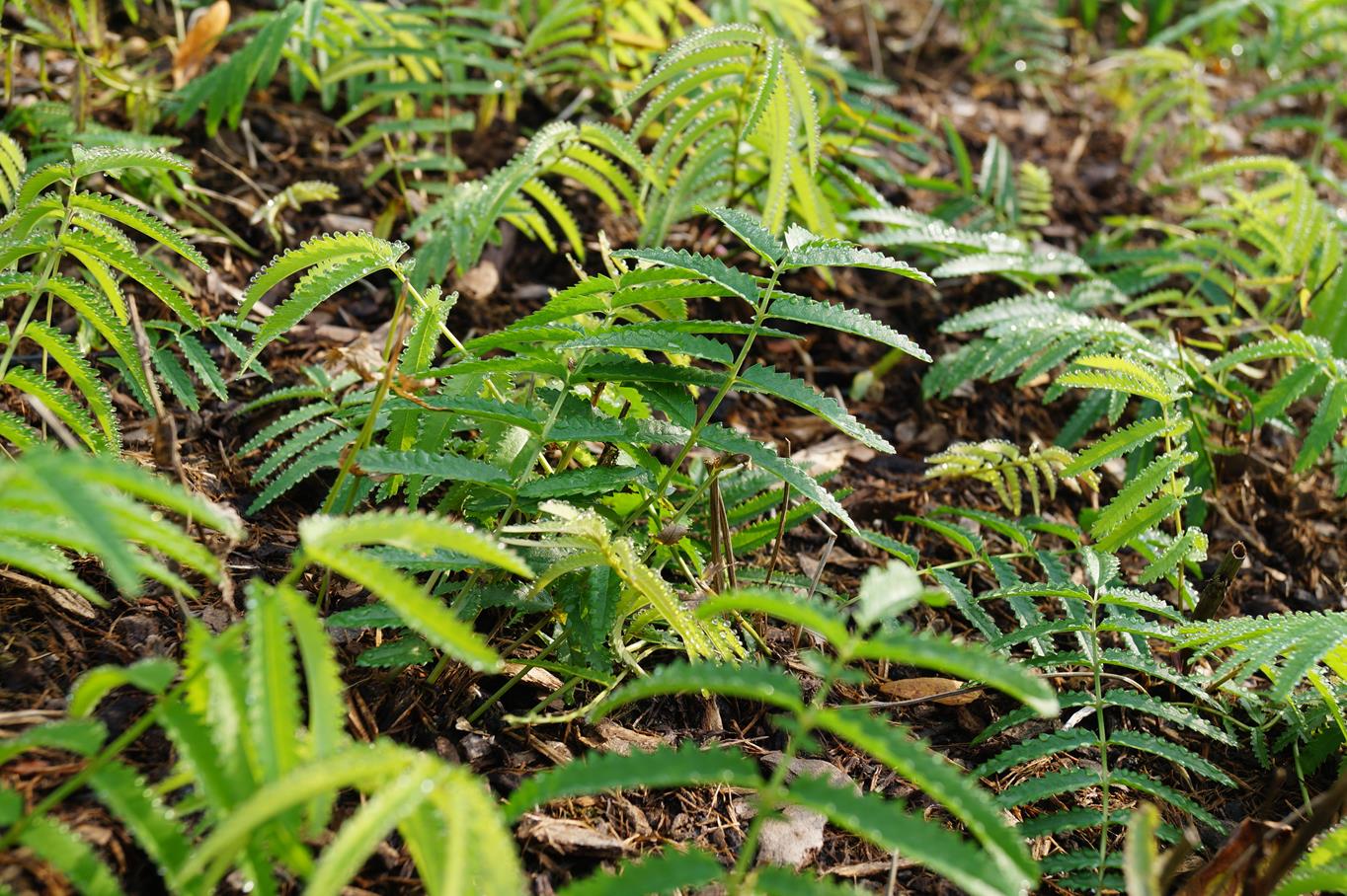 Hoher Wiesenknopf 'Albiflora' • Sanguisorba tenuifolia 'Albiflora' Ansicht 8