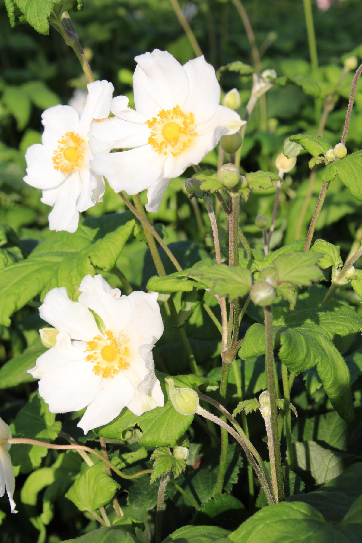 Herbst-Anemone 'Andrea Atkins' • Anemone Japonica 'Andrea Atkinson'