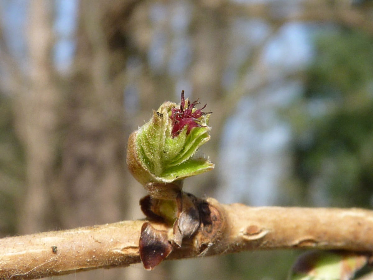  Baum-Hasel • Corylus colurna