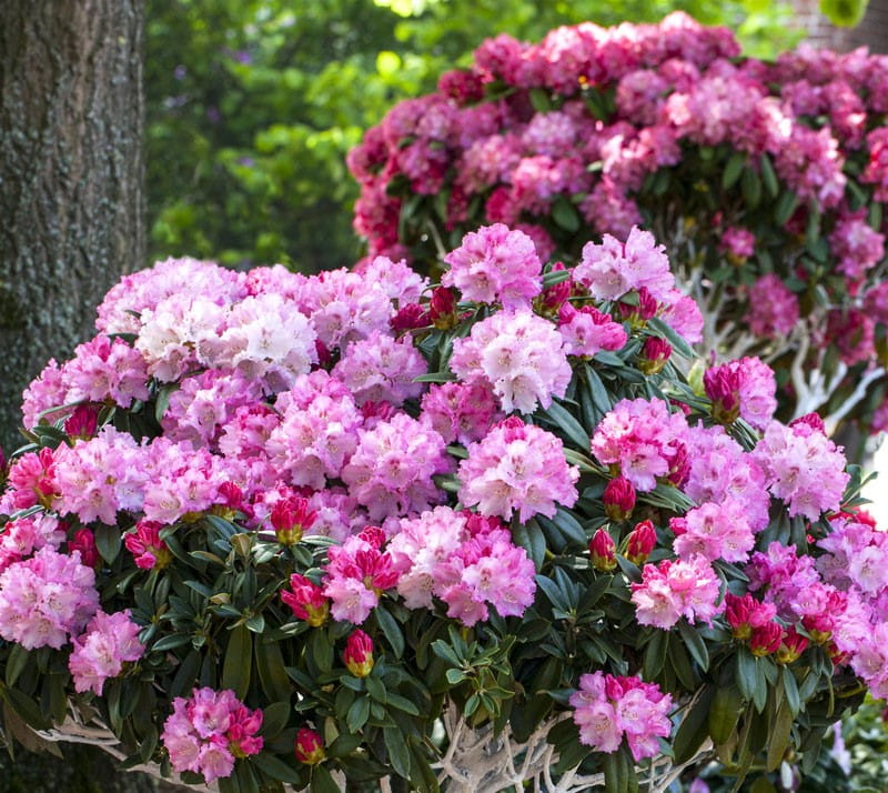 Rhododendron 'Arabella' • Rhododendron yakushimanum 'Arabella' Ansicht 6