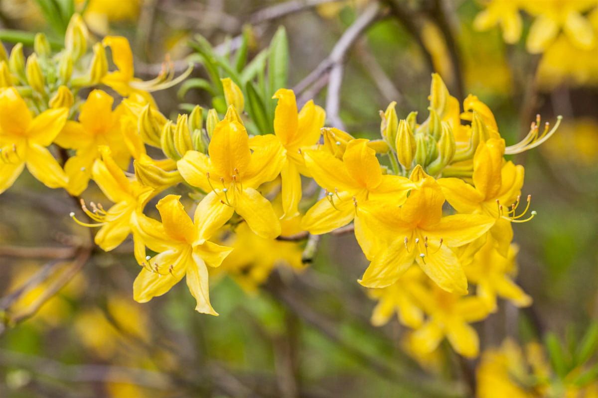 Sommergrüne Azalee 'Goldtopas' • Rhododendron luteum 'Goldtopas'