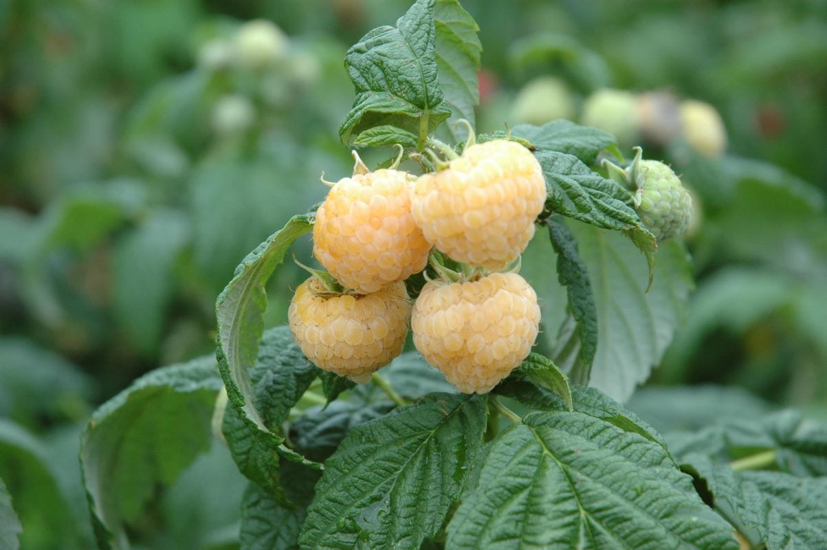 Himbeere Poranna Rosa • Rubus idaeus Poranna Rosa Ansicht 2