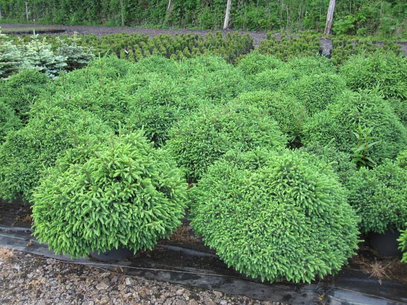 Blaue Igelfichte 'Echiniformis' • Picea glauca 'Echiniformis' Ansicht 4