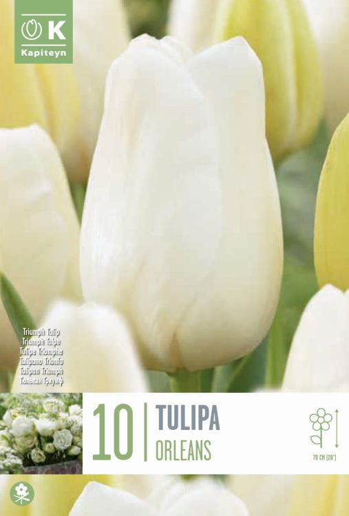 Blumenzwiebel - Tulipa 'City of Vancouver' / 'Orleans' 10er Packung