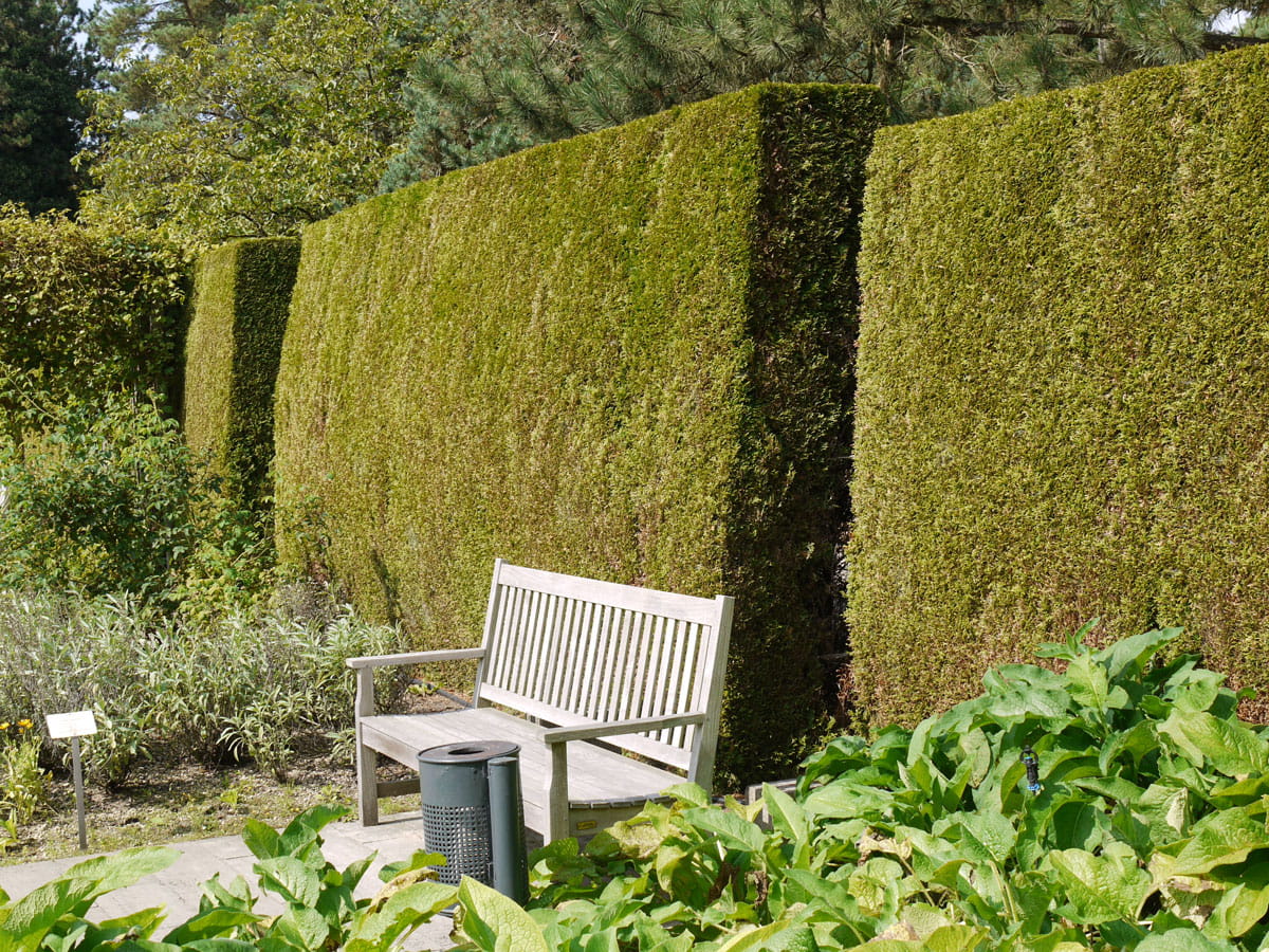 Kategorie <b>immergrüne Hecken </b> - Lebensbaum 'Smaragd' • Thuja occidentalis 'Smaragd'