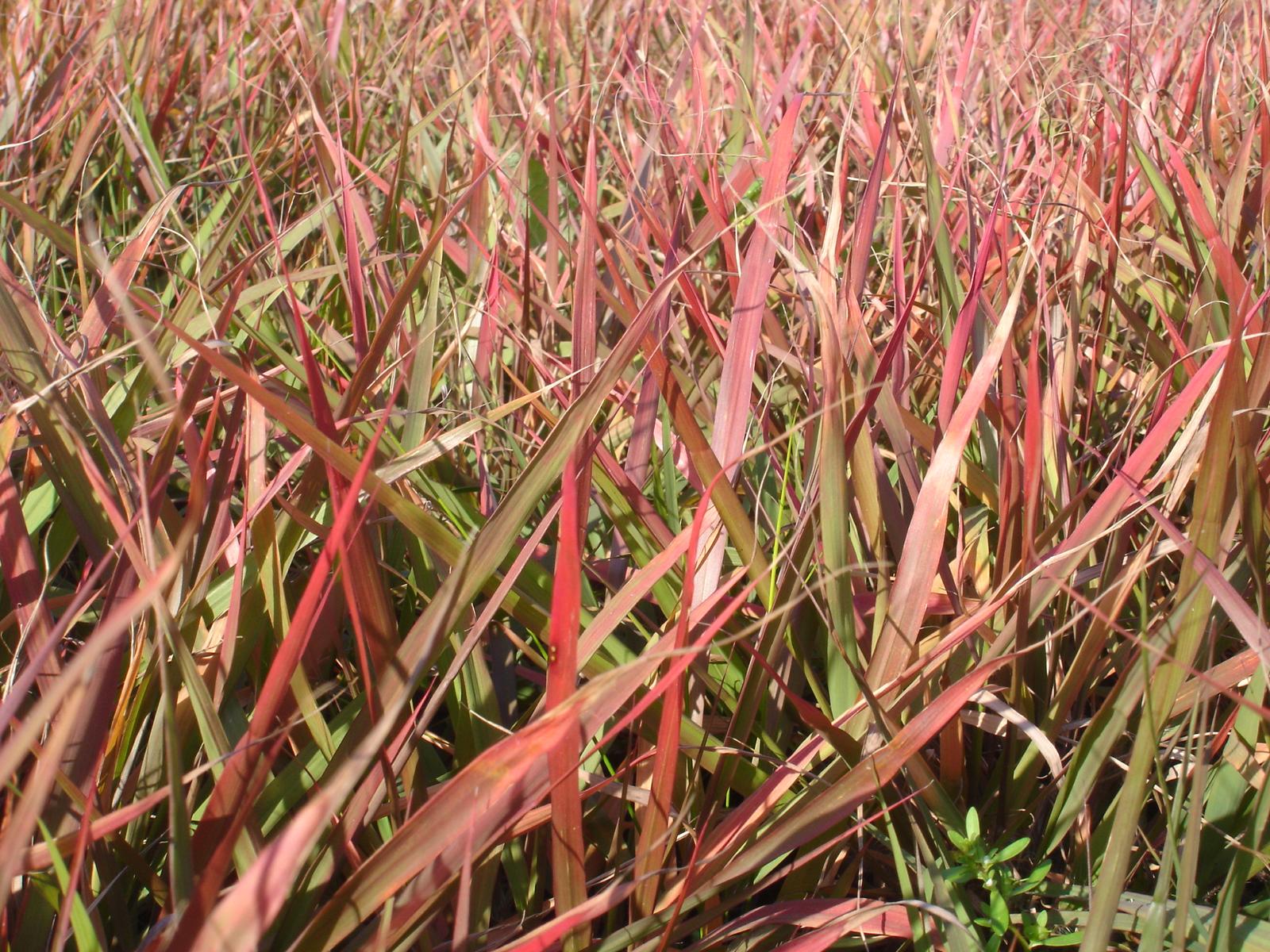 Purpur-Liebesgras • Eragrostis spectabilis Ansicht 1