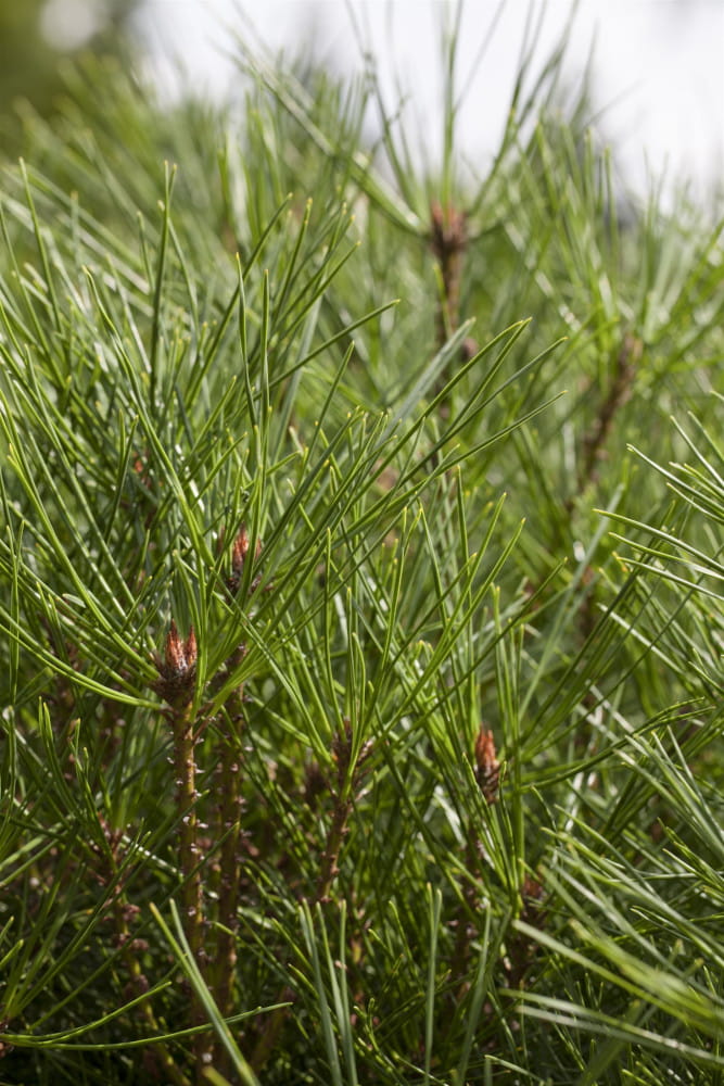 Rot-Kiefer 'Alice Verkade' • Pinus densiflora 'Alice Verkade'