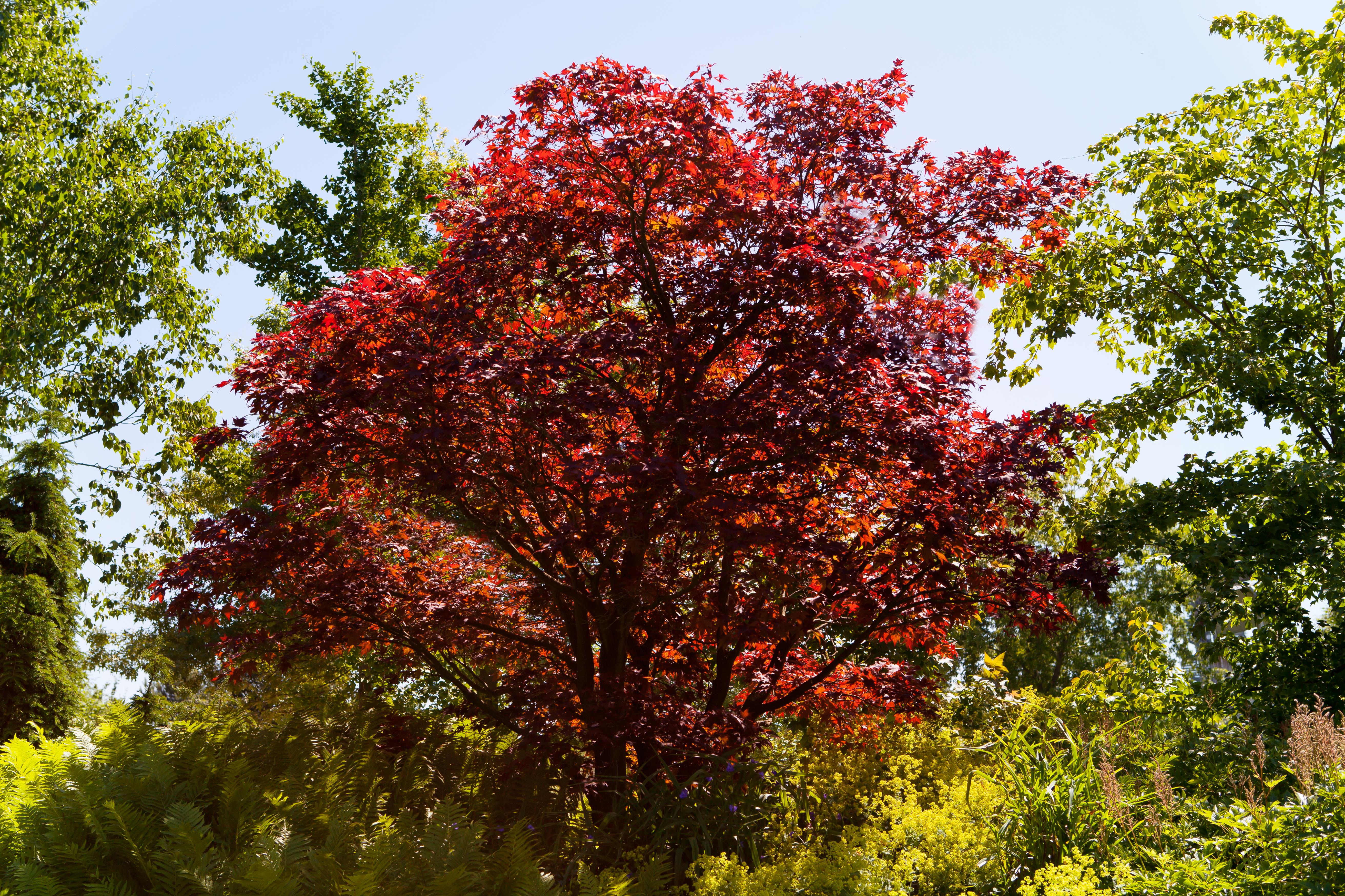 Roter Fächerahorn 'Atropurpureum' • Acer palmatum 'Atropurpureum'