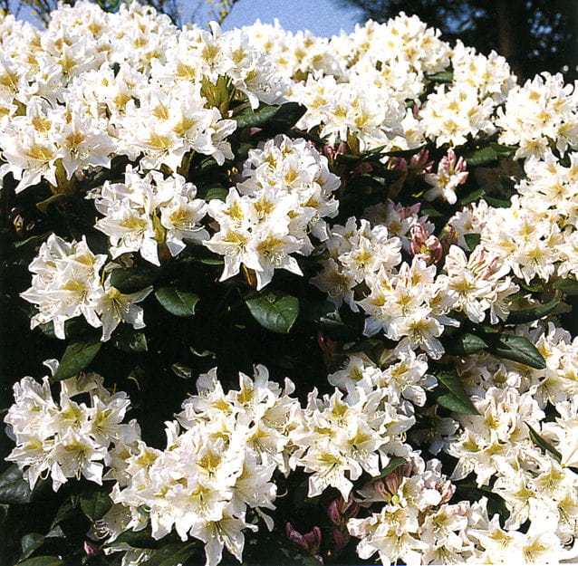 Rhododendron INKARHO® 'Dufthecke', weiß • Rhododendron Hybr. INKARHO® 'Dufthecke', weiß Ansicht 1