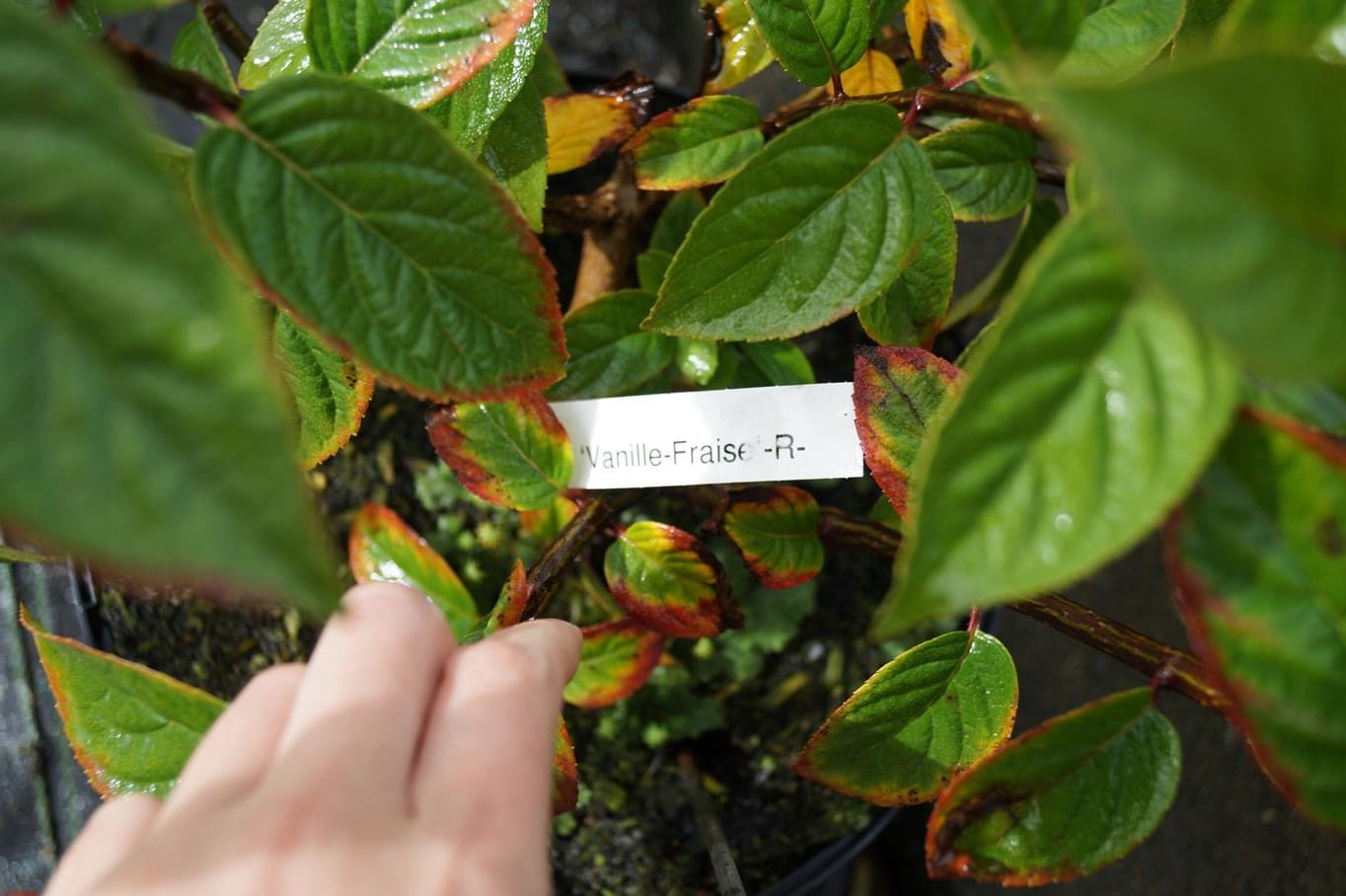 Rispenhortensie 'Vanille Fraise' • Hydrangea paniculata 'Vanille Fraise' Containerware 80-100 cm hoch, Solitärpflanze Ansicht 4